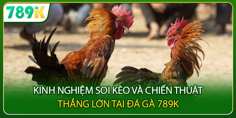 Kinh nghiệm soi kèo và chiến thuật thắng lớn tại đá gà 789K